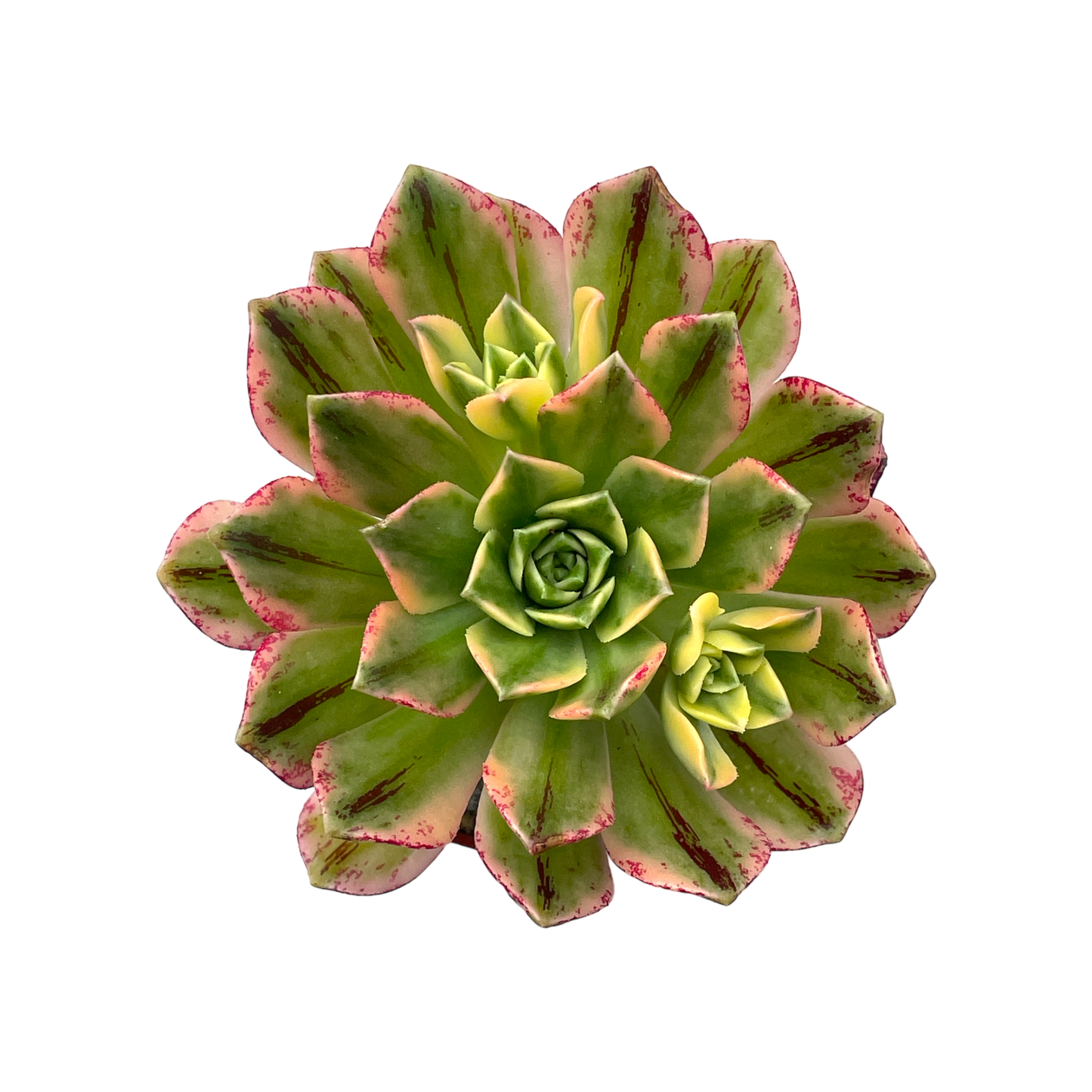 Aeonium 'Green Tea'