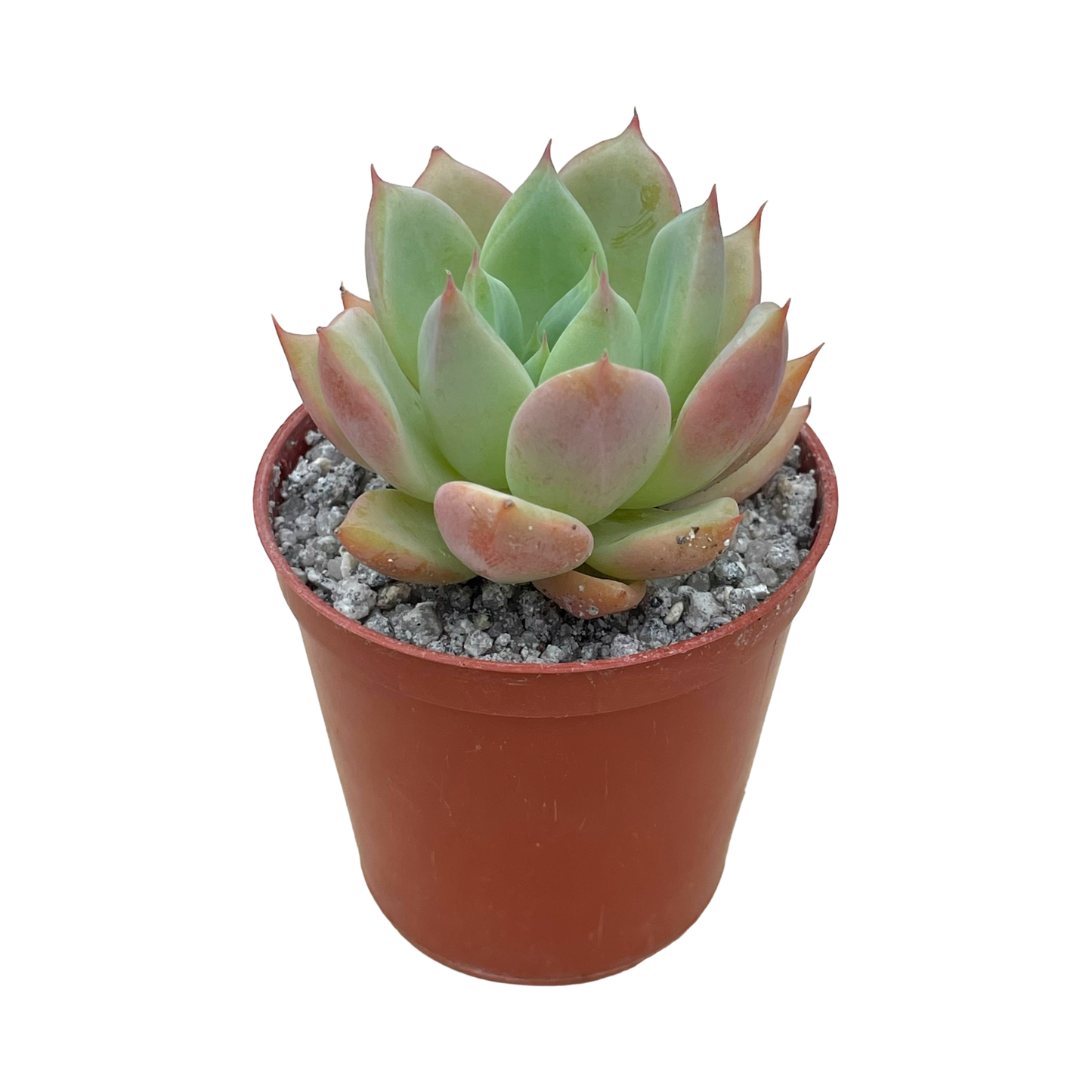 x Graptoveria ‘Nyla Blue’