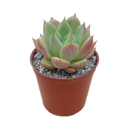 x Graptoveria ‘Nyla Blue’