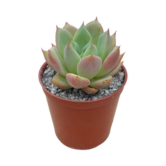 x Graptoveria ‘Nyla Blue’