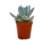 x Pachyveria 'Powder Puff'