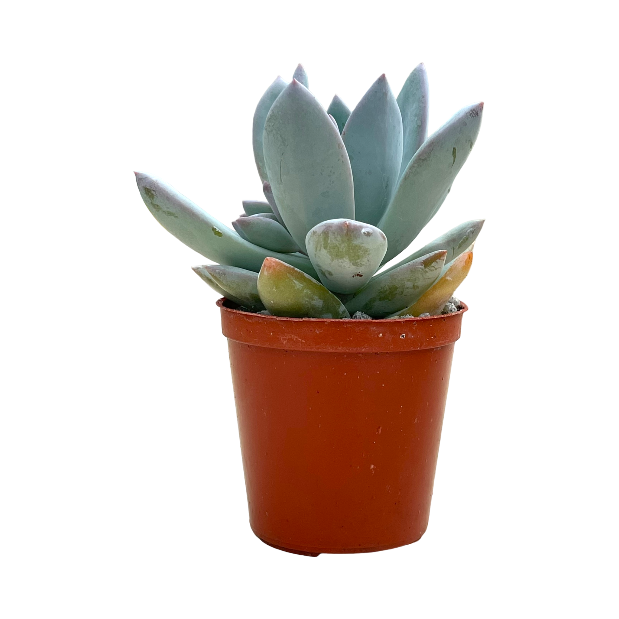 x Pachyveria 'Powder Puff'