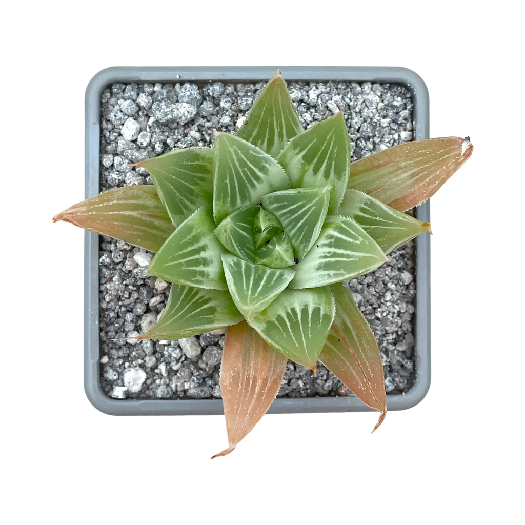 Haworthia 'White Ghost'