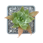 Haworthia 'White Ghost'