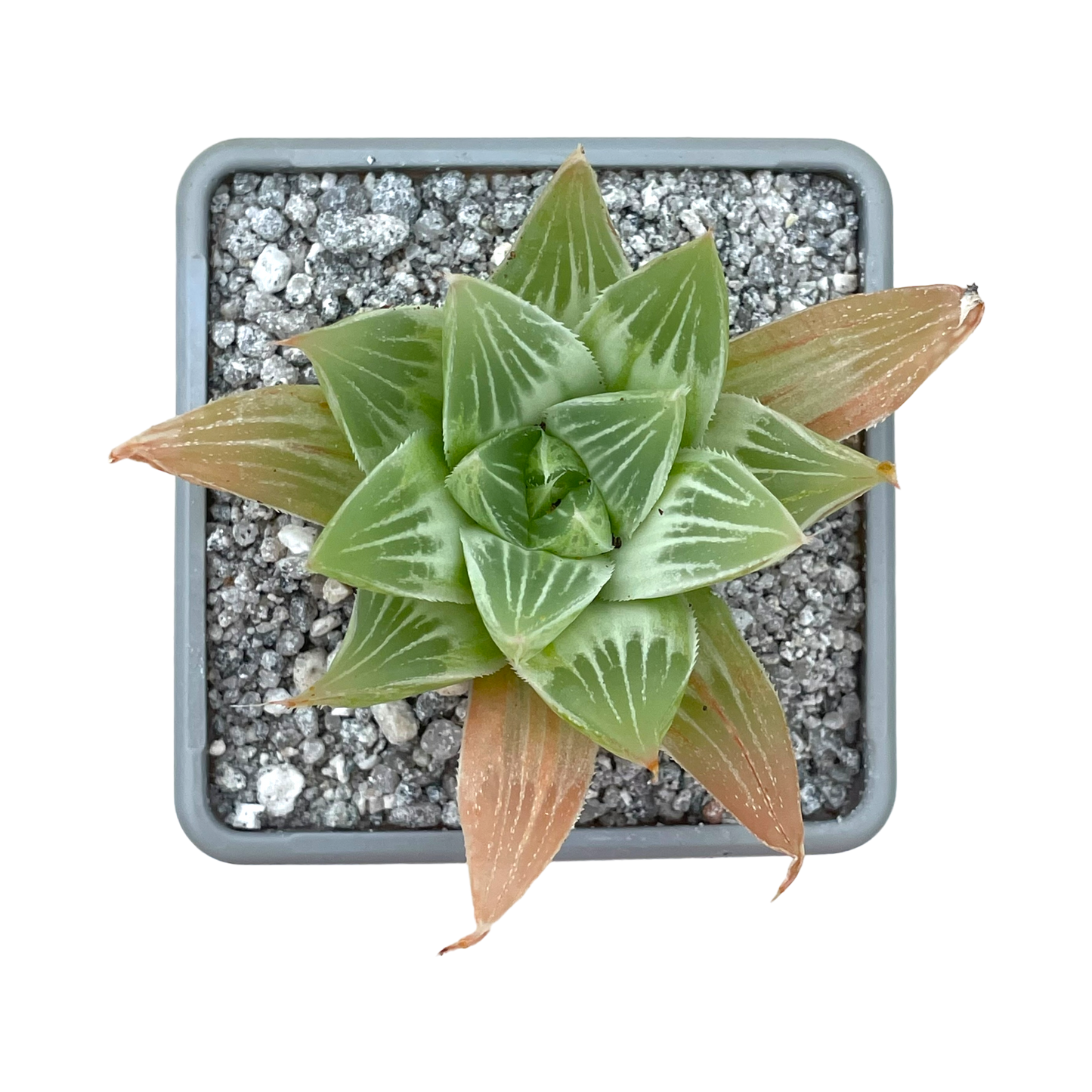 Haworthia 'Grey Ghost'