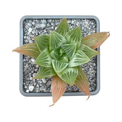 Haworthia 'Grey Ghost'