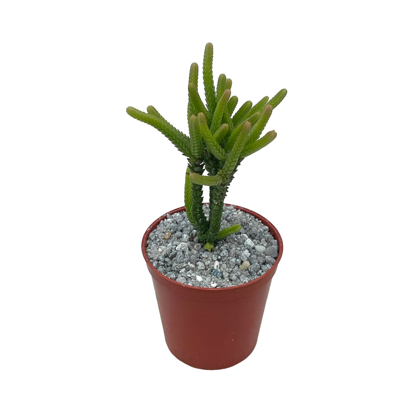 Crassula muscosa