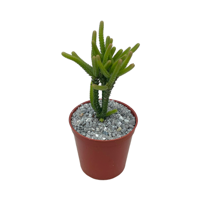 Crassula muscosa