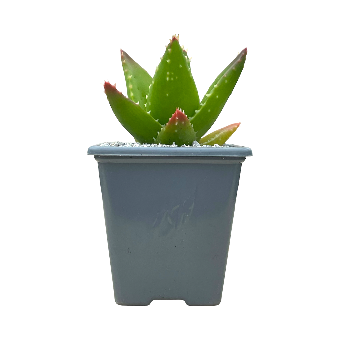 Aloe mitriformis