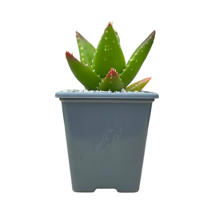 Aloe mitriformis