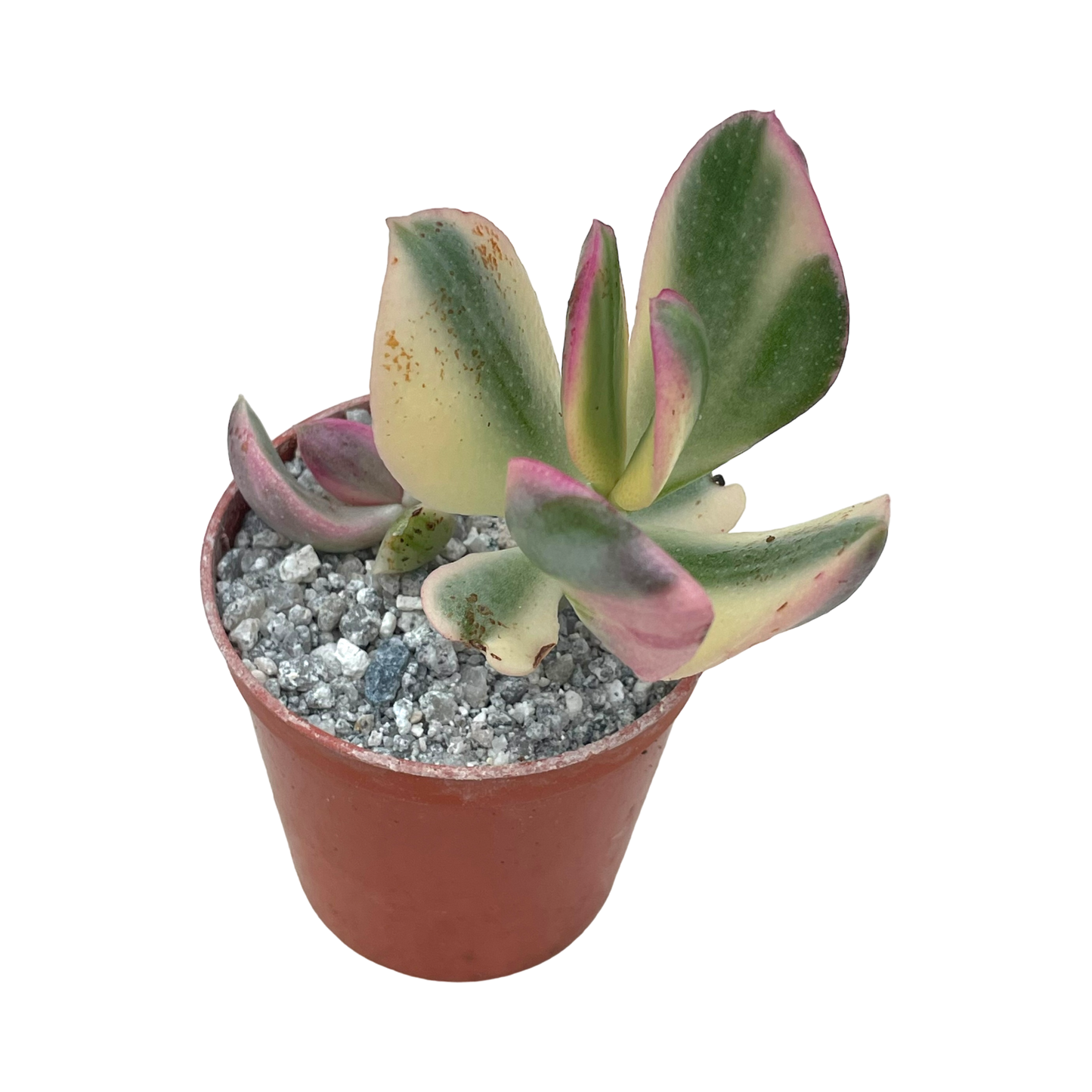 Crassula ovata variegata