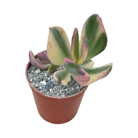 Crassula ovata variegata