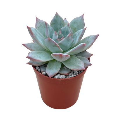 Echeveria 'Blue Bird'