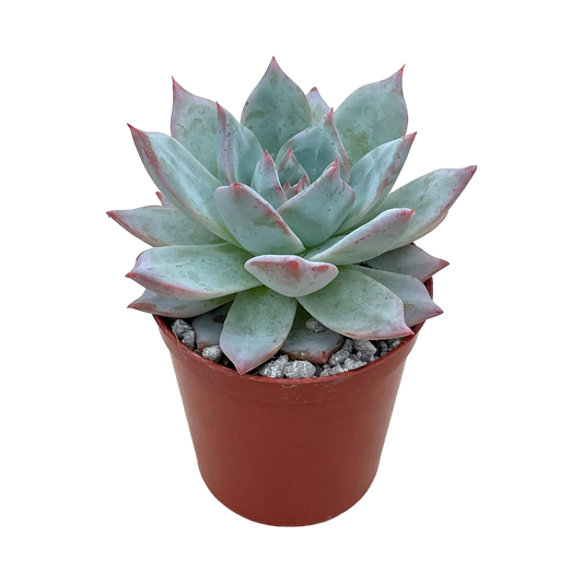 Echeveria 'Blue Bird'