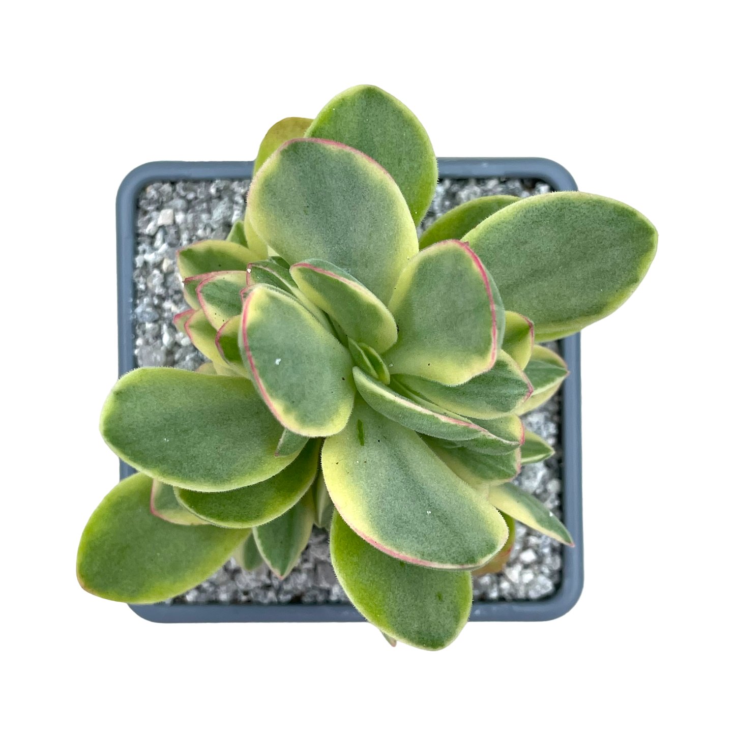 Crassula 'Money Maker' variegata