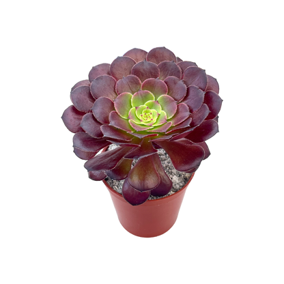 Aeonium 'Copper Kettle'