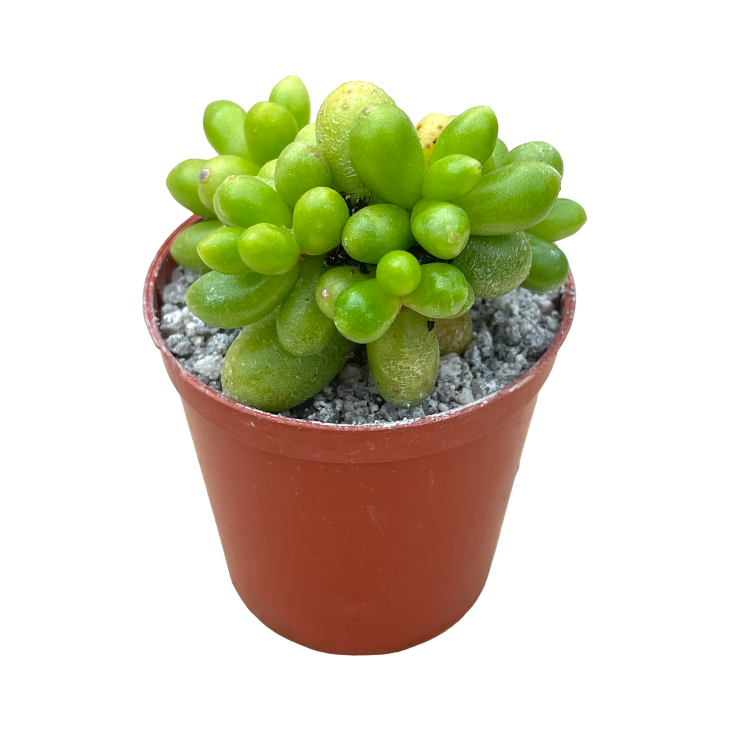 Sedum hernandezii