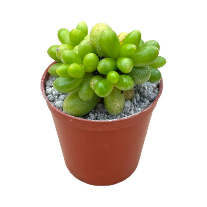 Sedum hernandezii