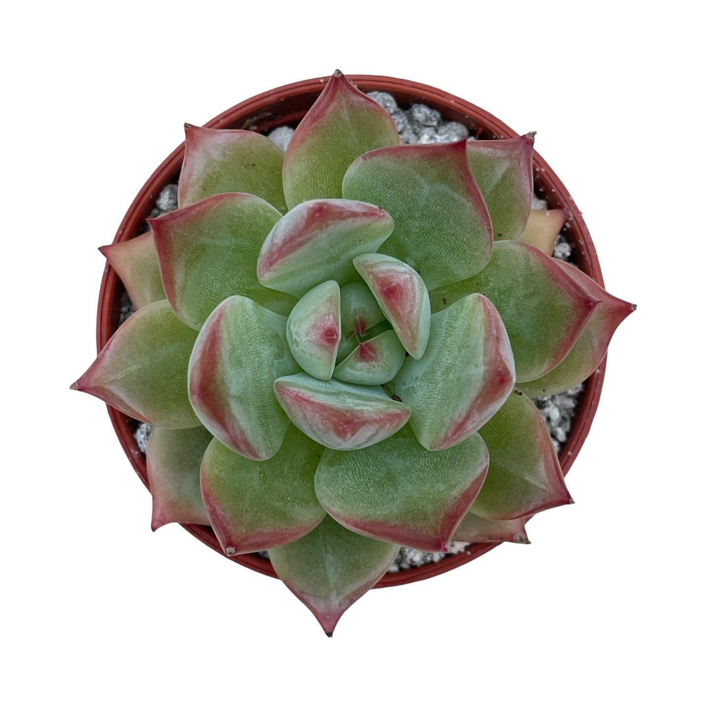 Echeveria 'Silver Surfer'