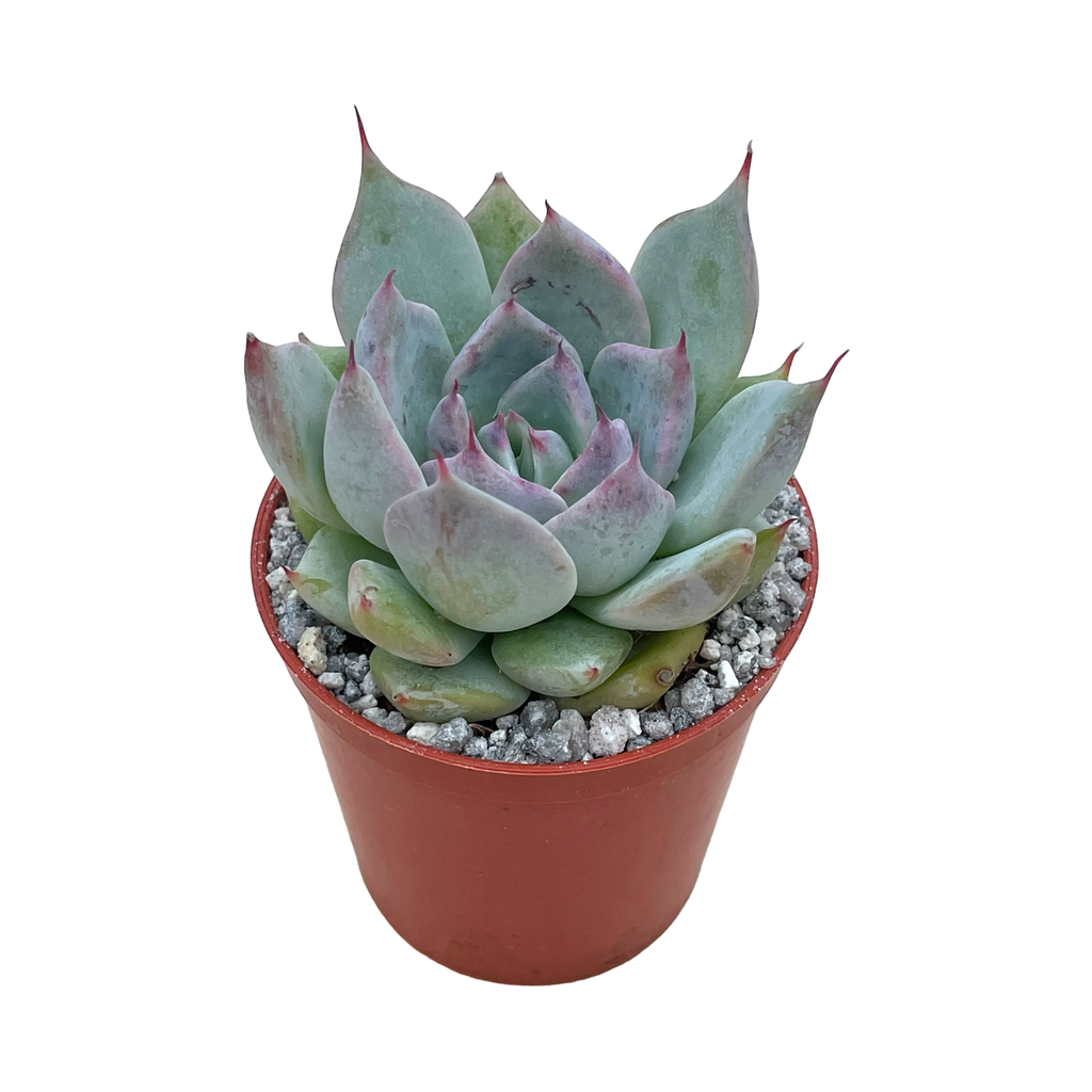 Echeveria colorata f. colorata