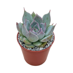 Echeveria colorata f. colorata