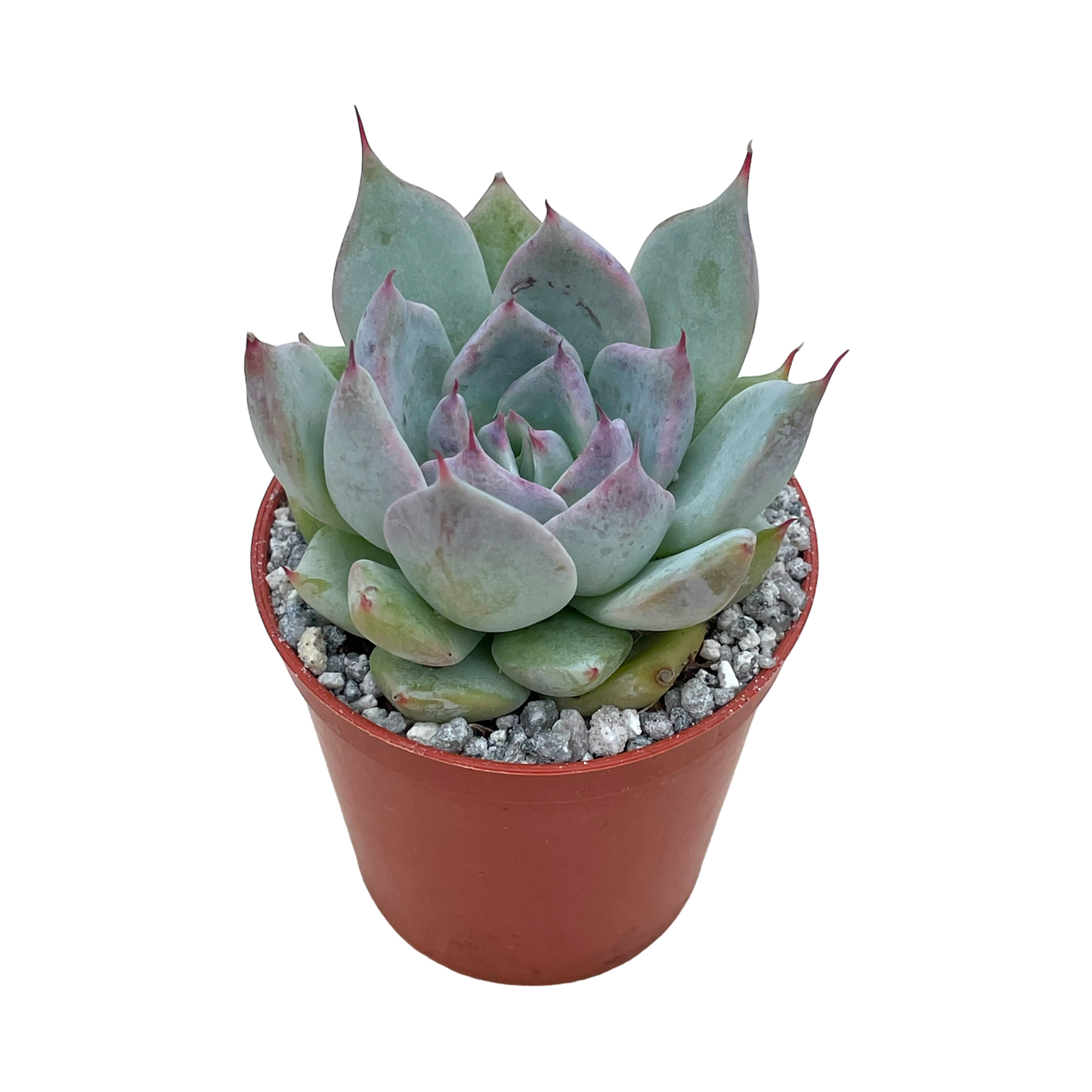 Echeveria colorata f. colorata