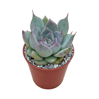 Echeveria colorata f. colorata