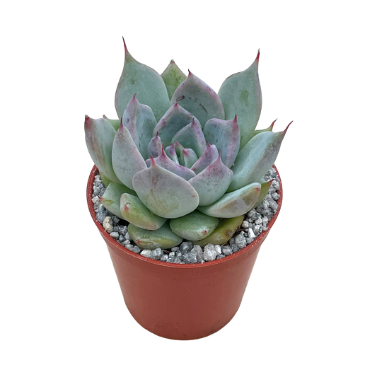 Echeveria colorata f. colorata