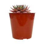 Sempervivum 'Tickled Pink'