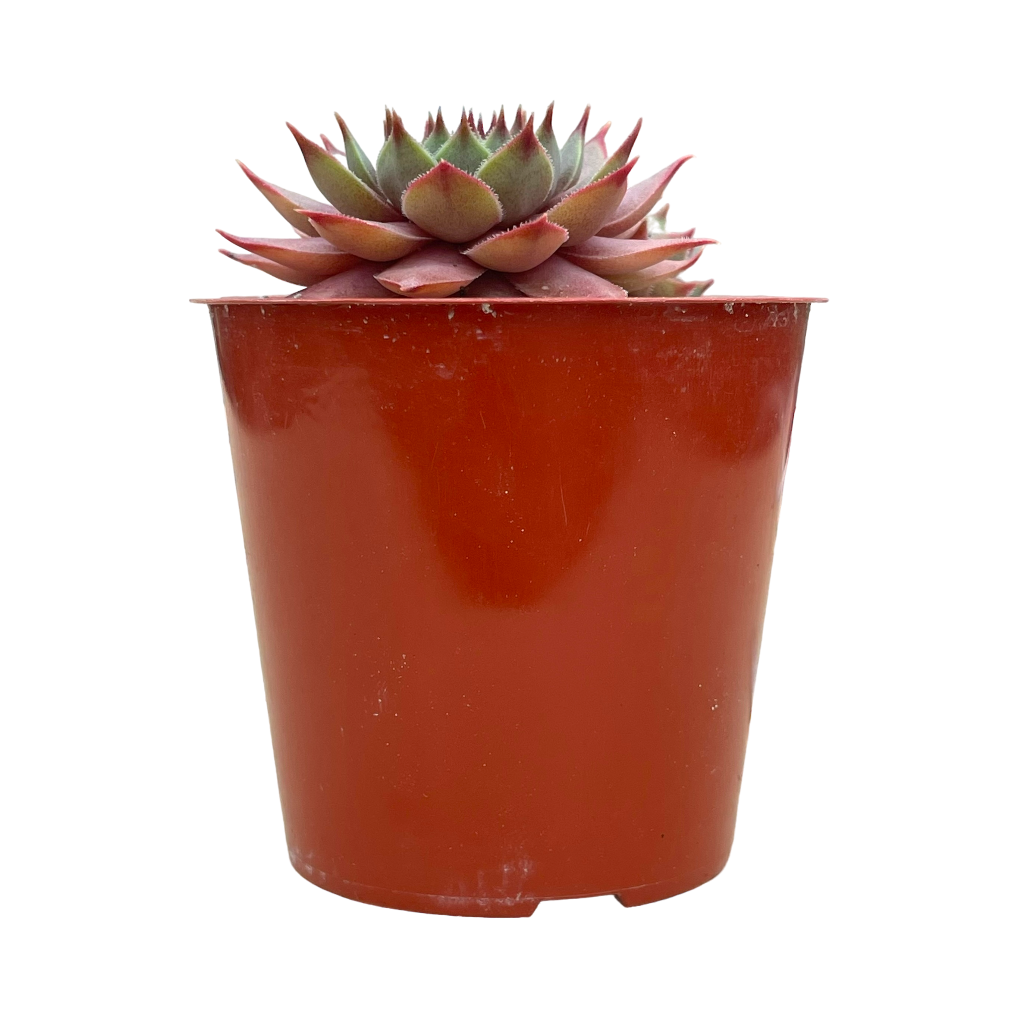 Sempervivum 'Tickled Pink'