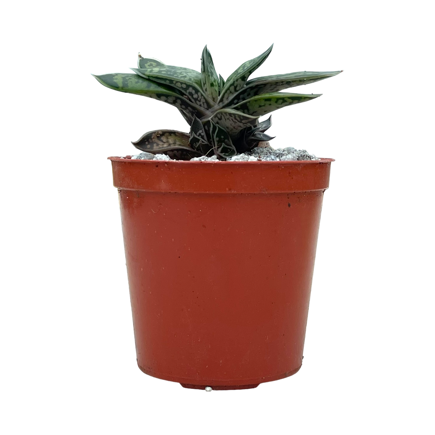 Gasteria bicolor var. liliputana