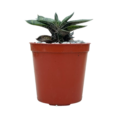 Gasteria bicolor var. liliputana