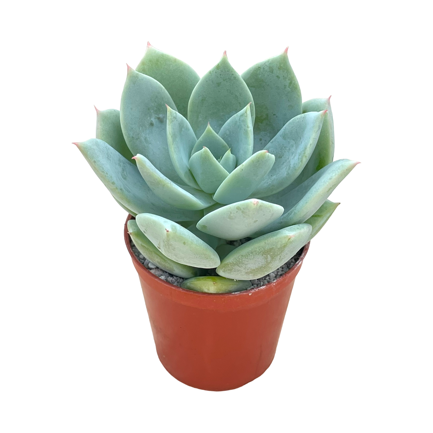 Echeveria 'Pastel Perfection'