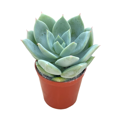 Echeveria 'Pastel Perfection'