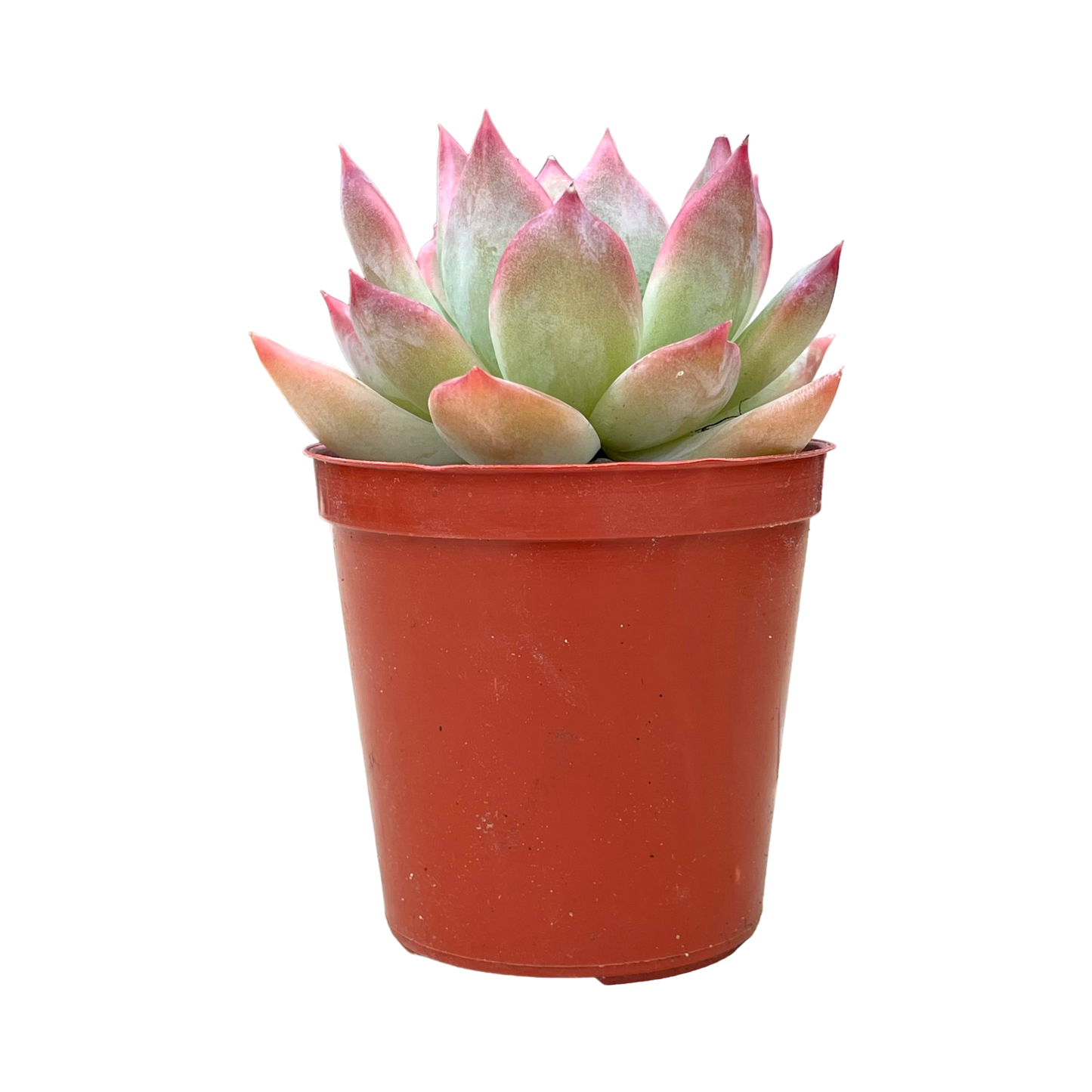 Echeveria colorata 'Desert Harmony'