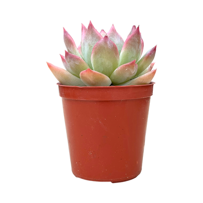 Echeveria colorata 'Desert Harmony'