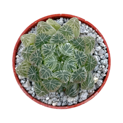 Haworthia cooperii 'White Variegata'