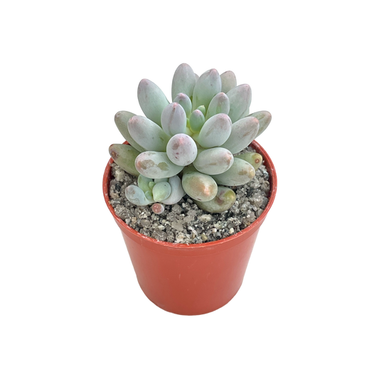 Pachyphytum 'Machucae'