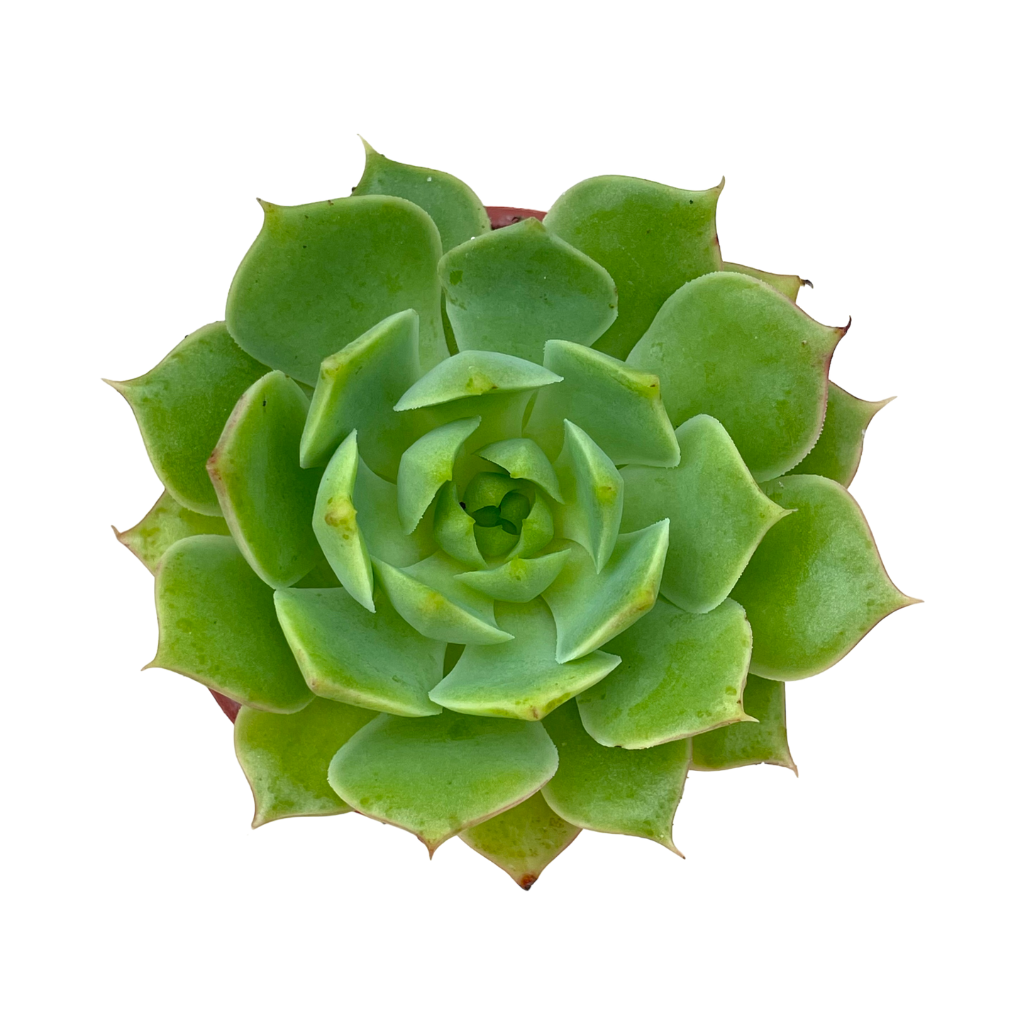 Echeveria 'Ramillette'