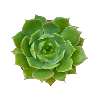 Echeveria 'Ramillette'