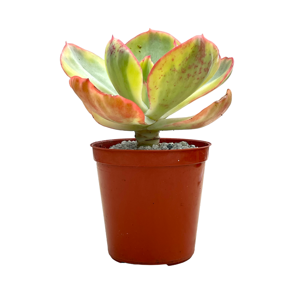 peony succulent Echeveria 'Sunset Peony' – Surreal Succulents