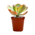 Echeveria 'Sunset Peony'