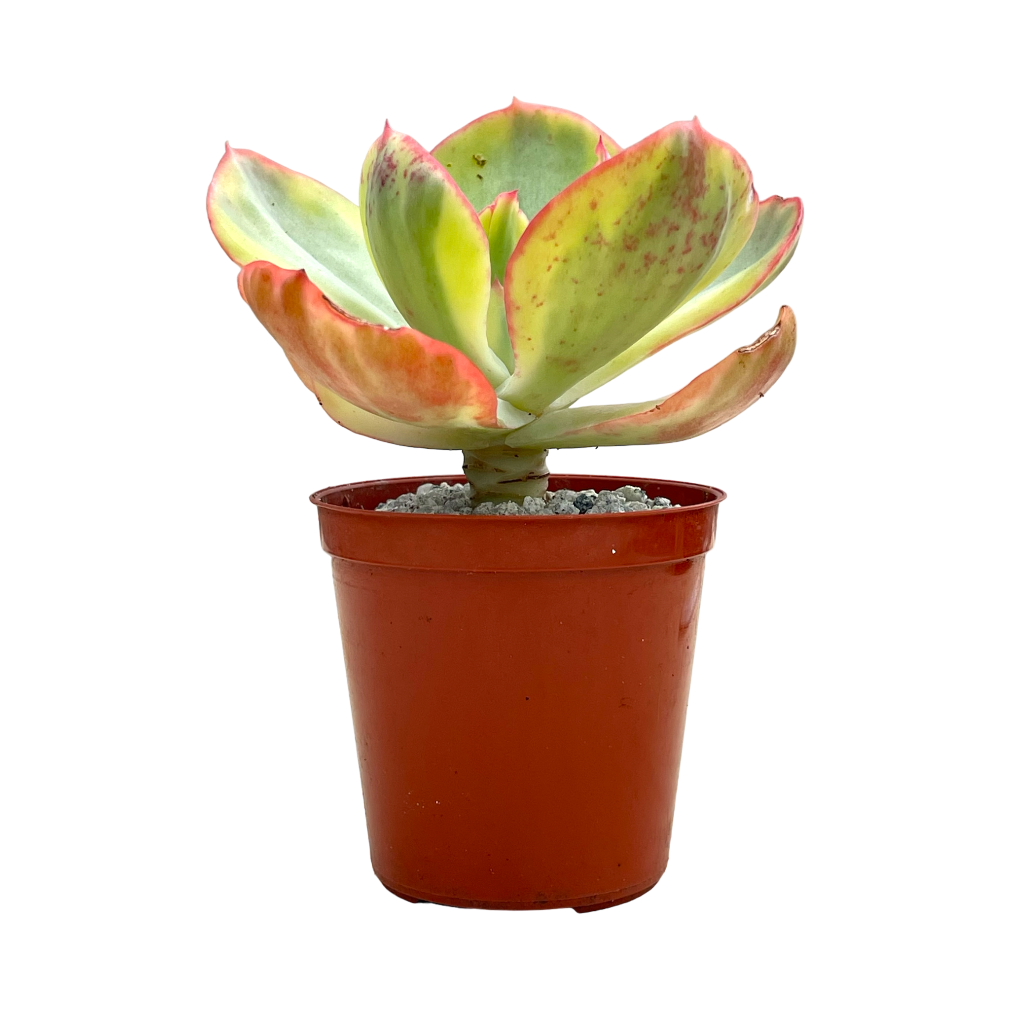 Echeveria 'Sunset Peony'