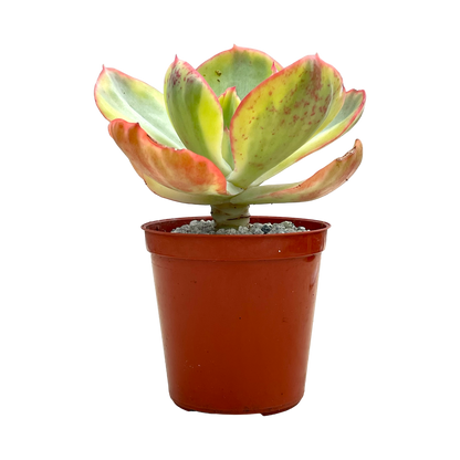 Echeveria 'Sunset Peony'