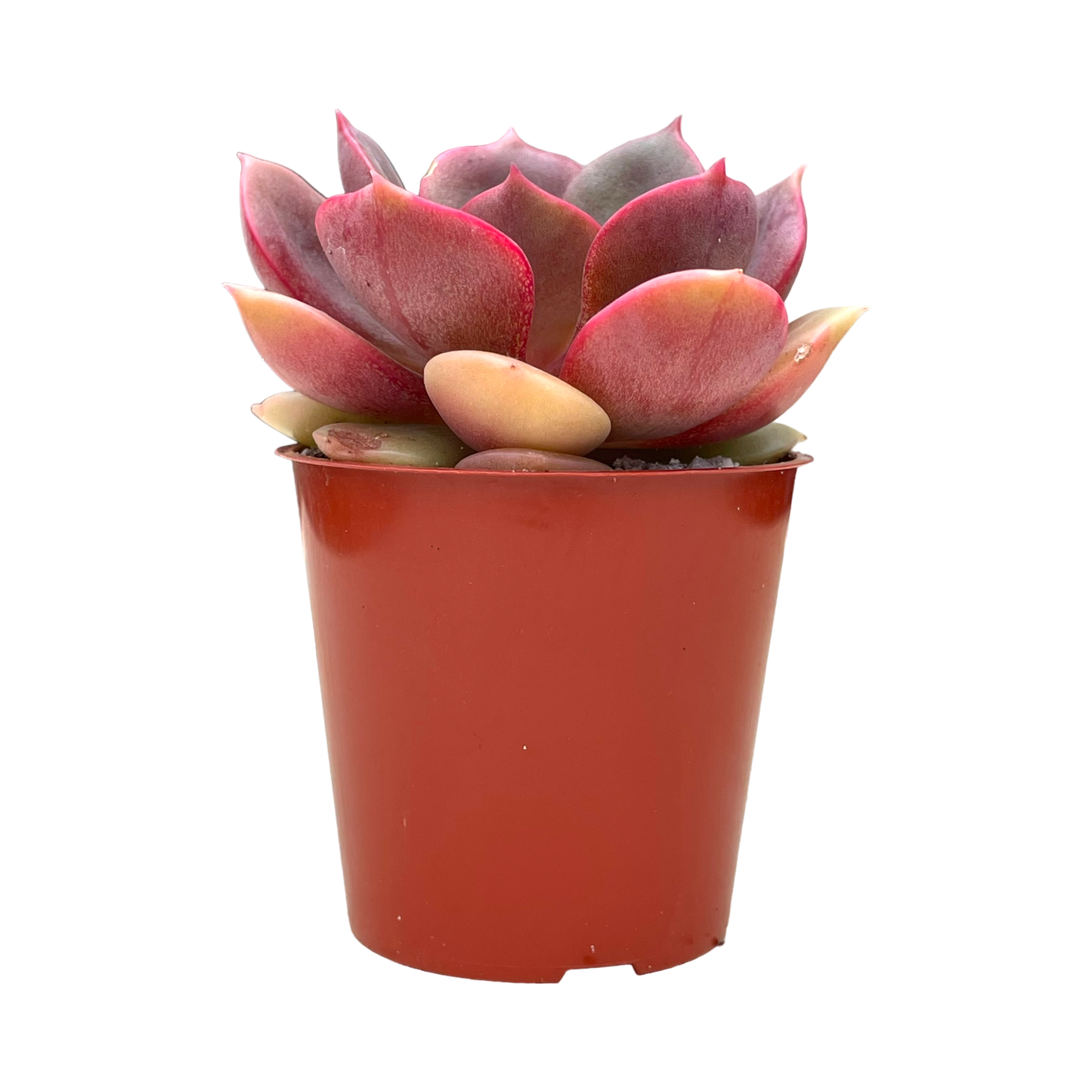 Echeveria 'Zestar'