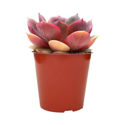 Echeveria 'Zestar'