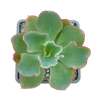 Echeveria 'Aquarius'