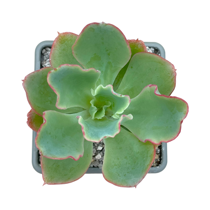 Echeveria 'Aquarius'