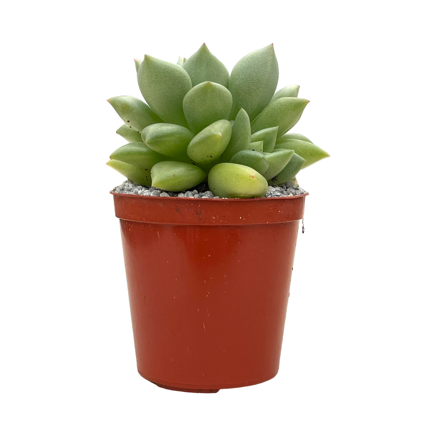 Echeveria agavoides 'Van Kepple'