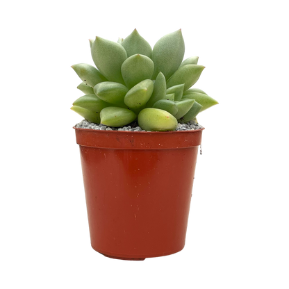 Echeveria agavoides 'Van Kepple'